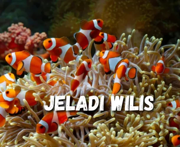 A bunch of clawnfishes seeks refuge within the sea anemone. 